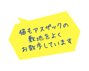 猫もアスザックの敷地をよくお散歩しています